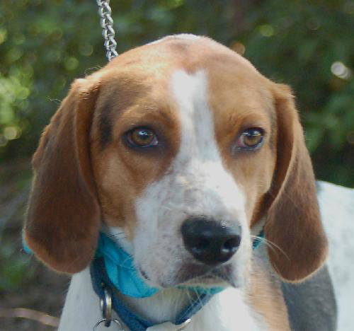 Dalton the Treeing Walker Coonhound