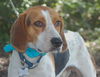 Dalton the Treeing Walker Coonhound