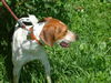 Dalton the Treeing Walker Coonhound