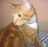 Amour Le Kitten of Love