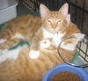 Amour Le Kitten of Love