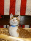 Cupid the Heartbreaker Kitten