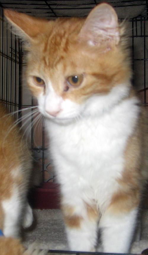 Valentino the Irresistable Kitten