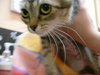 Alfie the 