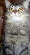 Alfie the 