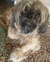 Teddy