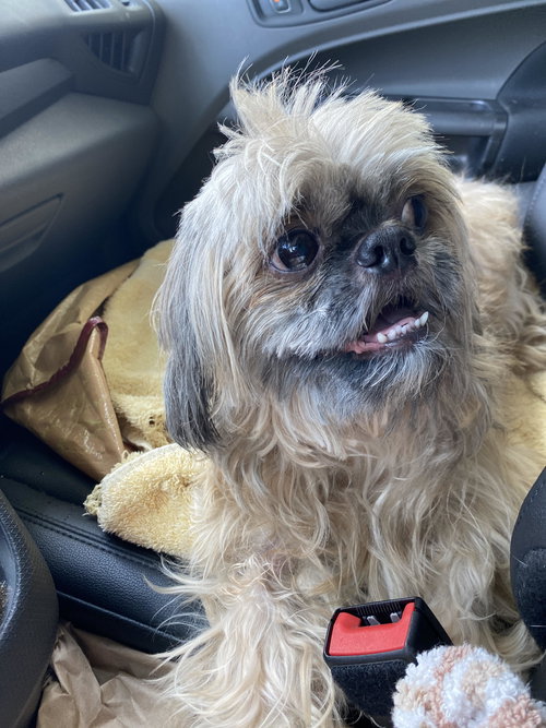 Teddy