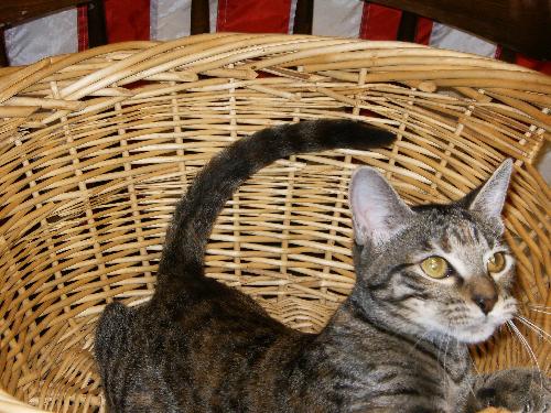 Shade the Kitten