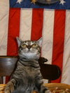 Shade the Kitten