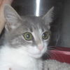 Amelia the Kitten
