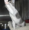 Amelia the Kitten