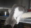 Amelia the Kitten