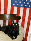 Midnight - Declawed Loverboy