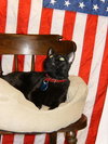 Midnight - Declawed Loverboy