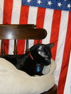Midnight - Declawed Loverboy
