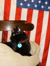 Midnight - Declawed Loverboy