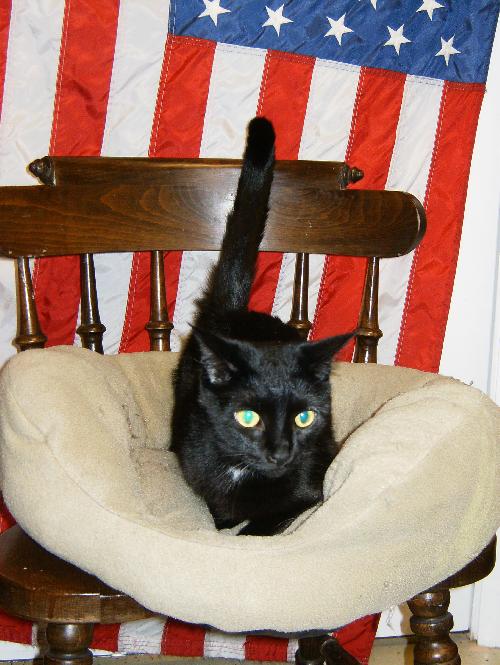 Midnight - Declawed Loverboy