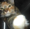 Teika the Lovey-Dovey Kitten