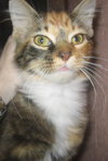 Teika the Lovey-Dovey Kitten