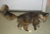 Teika the Lovey-Dovey Kitten