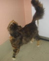 Teika the Lovey-Dovey Kitten