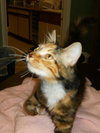 Teika the Lovey-Dovey Kitten