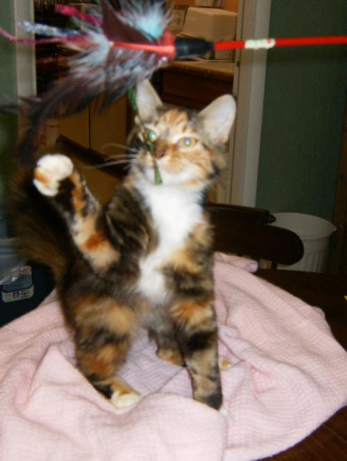 Teika the Lovey-Dovey Kitten