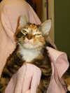 Teika the Lovey-Dovey Kitten