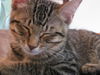 Tilly the Kitten