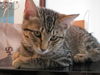 Tilly the Kitten