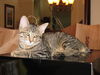 Tilly the Kitten