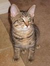 Tilly the Kitten