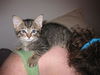 Tilly the Kitten