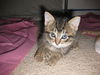 Tilly the Kitten
