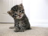 Tilly the Kitten