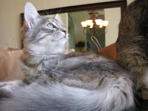 GiGi the Kitten