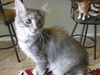 GiGi the Kitten