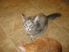 GiGi the Kitten