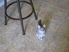 GiGi the Kitten
