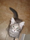 GiGi the Kitten