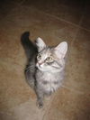 GiGi the Kitten