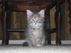 GiGi the Kitten