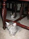 GiGi the Kitten