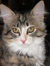 Chloe the Kitten