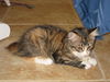 Chloe the Kitten