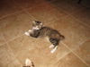 Chloe the Kitten