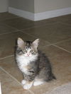 Chloe the Kitten