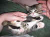 Chloe the Kitten