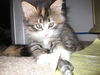 Chloe the Kitten
