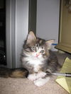 Chloe the Kitten
